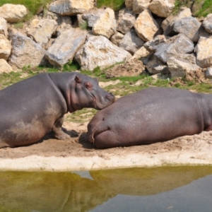 Pairi Daiza. Une ardeur d'avance aussi!