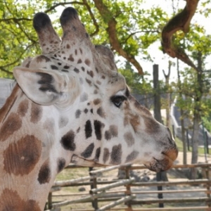 Pairi Daiza. Une ardeur d'avance aussi!