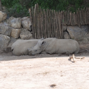 Pairi Daiza. Une ardeur d'avance aussi!