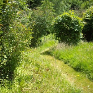 Trois-Ponts. Pesticide, santé, biodiversité.