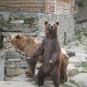 Les ours bruns