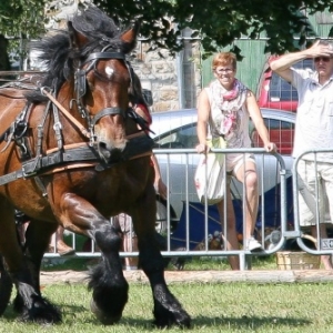 Fete du cheval de trait, Hargnies