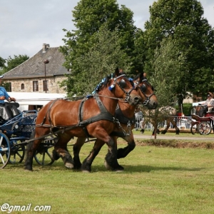 Fete du cheval, Hargnies