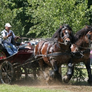 Fete du cheval de trait, Hargnies