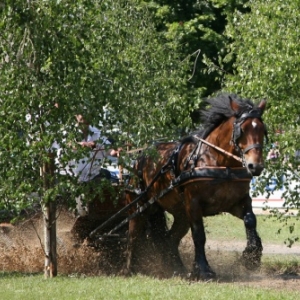 Fete du cheval de trait, Hargnies