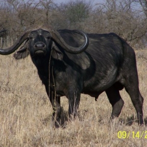 Kwetu Safaris Tanzanie
