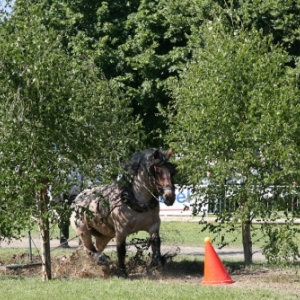 Fete du cheval de trait, Hargnies