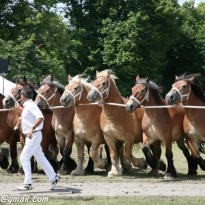 Fete du cheval, Hargnies