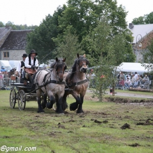 Fete du cheval, Hargnies