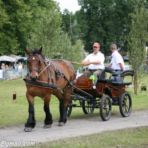 Fete du cheval, Hargnies