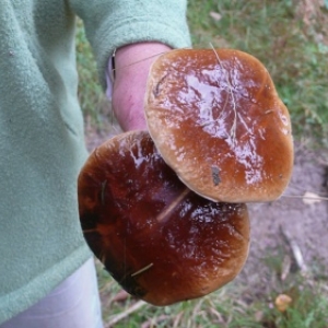 Gedinne Ecolo balades: foret, biodiversite et changements climatiques