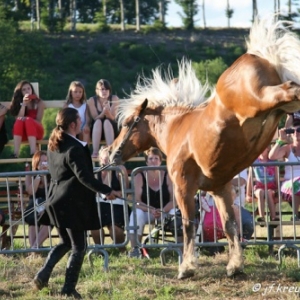 Ecuries Amourie : cheval comtois