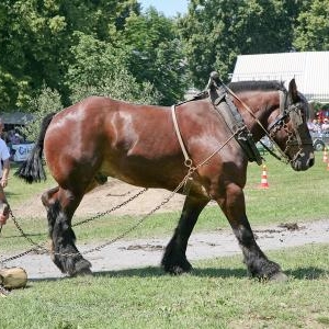 Chevaux