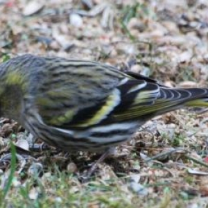 Le Serin, photos  63