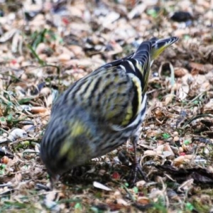 Le Serin, photo  60