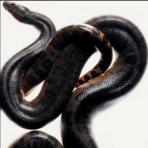 La foire aux serpents de Harry Crews – Editions Folio. 