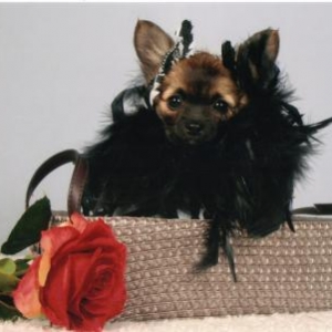 Kiara ,le petit chihuahua de Celine