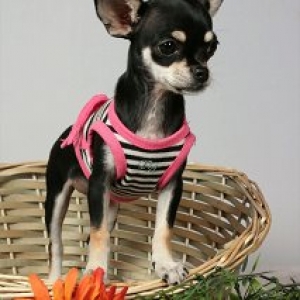 Nina ,le chihuahua de laura Malburny