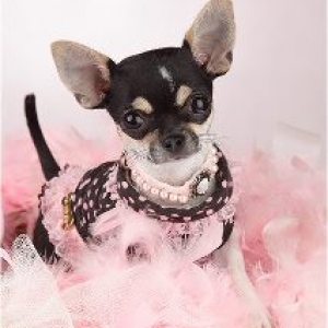 lola, la petite chihuahua de maryse