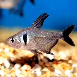 Tetra Fantome - hyphessobrycon megalopterus  2,35 euros 