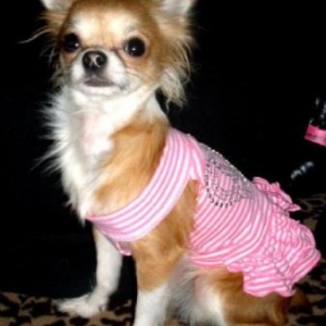 kendra le chihuahua de nathalie de ougree -