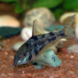 Nettoyeur de fond - Corydoras Paleatus  6 euros