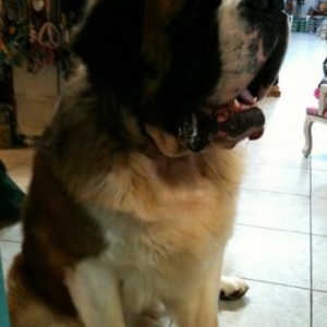 Rocky un saint Bernard de 90 kg ! pour qui nous avons fait realiser un superbe collier de 85 cm !