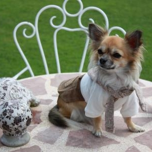 Lily ,le petit chihuahua de Justine Deschamps de Hotton habillee en Puppy Angel