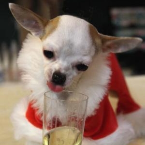 cloe le chihuahua de alain et francoise de namur s'est mise au champagne !