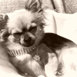 Iwokey ,le petit chihuahua de vanessa dochy 