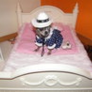 chiwa avec sa jolie robe à pois petit lit Forpetsonly