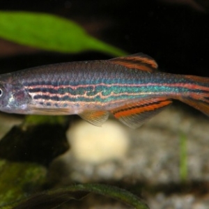 Danio Kyathit  2,95 euros