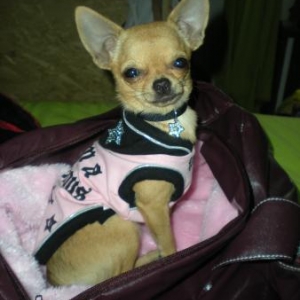 Lola ,le chihuahua de Gwenaelle de Quaregnon