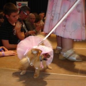 Lady finaliste au salon du chien a Ciney