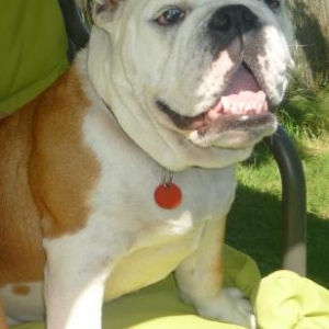 Feaby le Bulldog anglais de Jess de Hotton