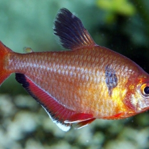 Tetra Sang - Hyphessobrycon serpae  1,95 euros  5 / 8,50 euros