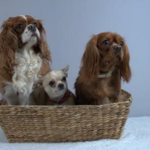 La famille chiens de GOMES Isabelle de esch sur sure au Luxembourg
