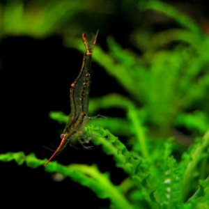 Crevette Pinokio Nettoyeuse - Neocaridina Red Nose  5 euros