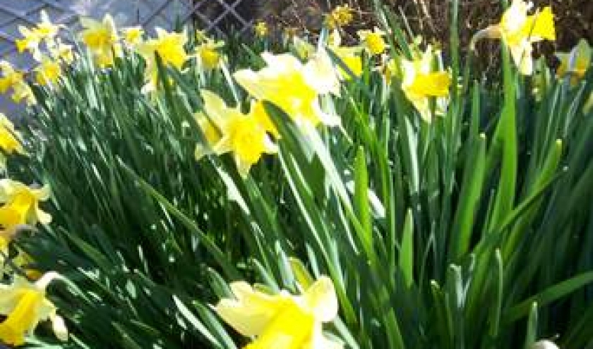 quelques jonquilles, victoire sur l'hiver