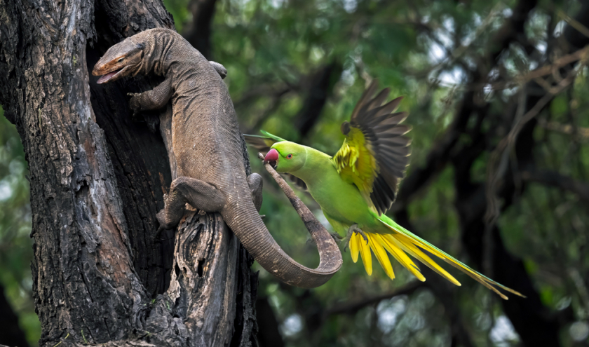 Grand Prix : « Perruche mordant un Varan » ©
Hira Punjabi © « Expos Photos Aves »