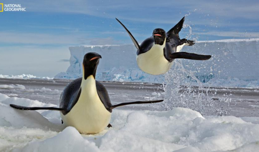 © Paul Nicklen/« National Geographic »