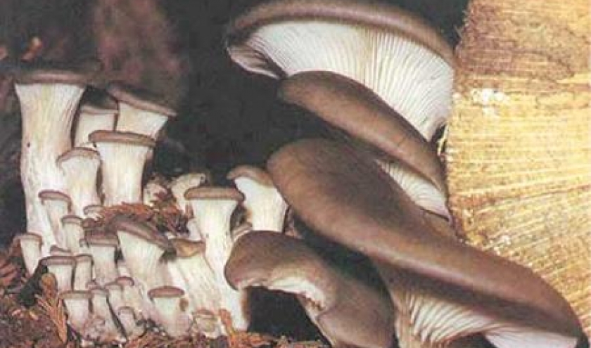 Pleurotus Ostreatus