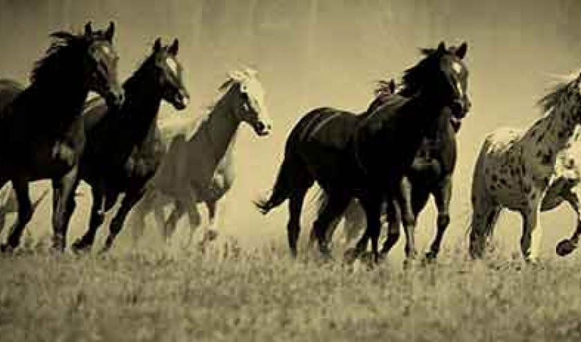 transport de chevaux