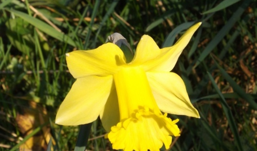 Cantons de l’Est                        Des jonquilles par milliers    