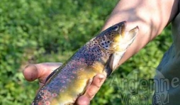 Concours de pêche à la truite sur la Wiltz