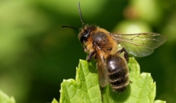 Une andrene et pas une Abeille noire belge et ardennaise. (Andrena)