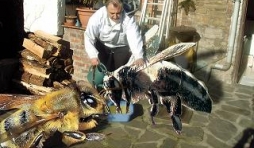 nourrissage d'abeille