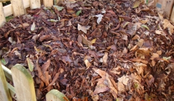 Tas de feuilles  en cours de ramassage