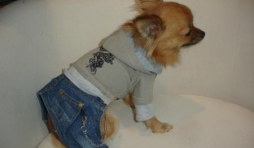 " L'univers animalier " à Hotton : vêtements pour petits chiens