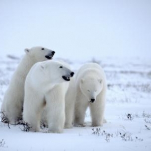 Famille d'ours polaire dans la toundra